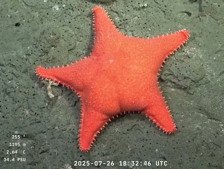 Fresh Eyes #3 starfish
